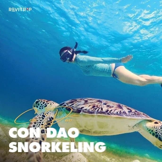 昆岛浮潜指南：最佳地点 + 最佳时间