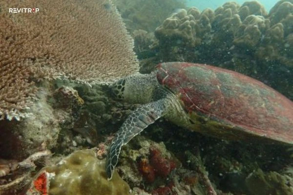 Turtle nesting tours