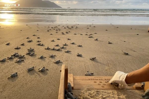Six Senses Con Dao Releases First Green Sea Turtles of 2023