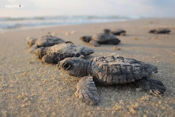 Sea turtles laying eggs