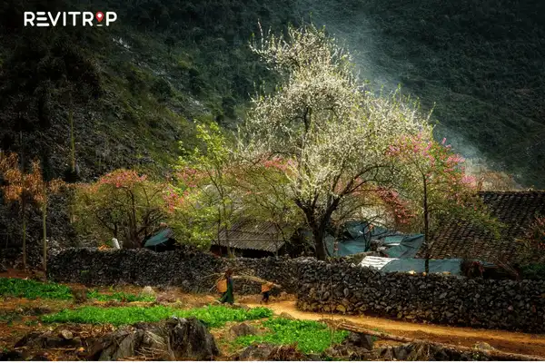 Spring in Ha Giang