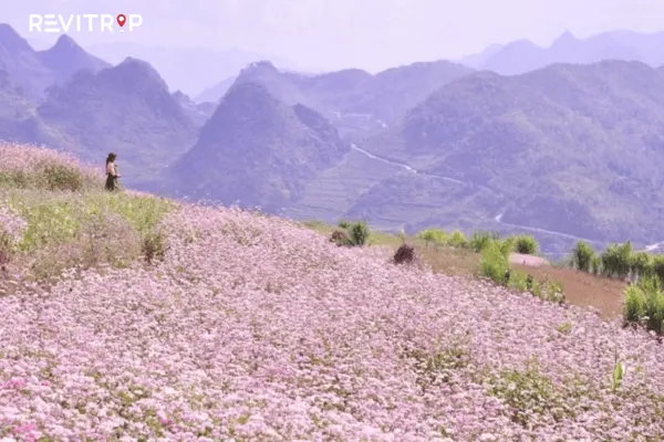 Tam Giac Mach Flower