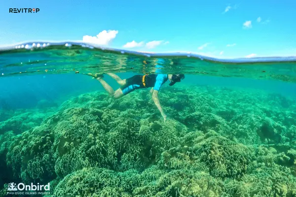 Snorkeling and Diving