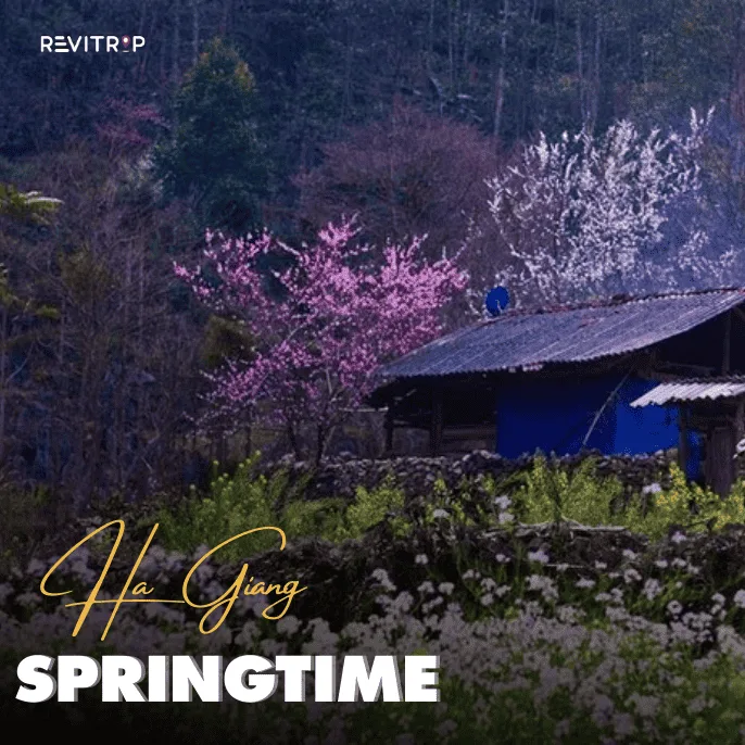 Springtime in Ha Giang : A Complete Travel Guide