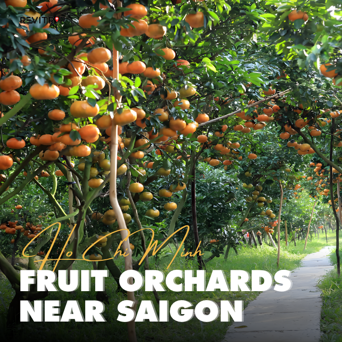 Fruit orchards near Saigon offer lush greenery, fresh river air, and the simple pleasure of picking ripe tropical fruit straight from the tree