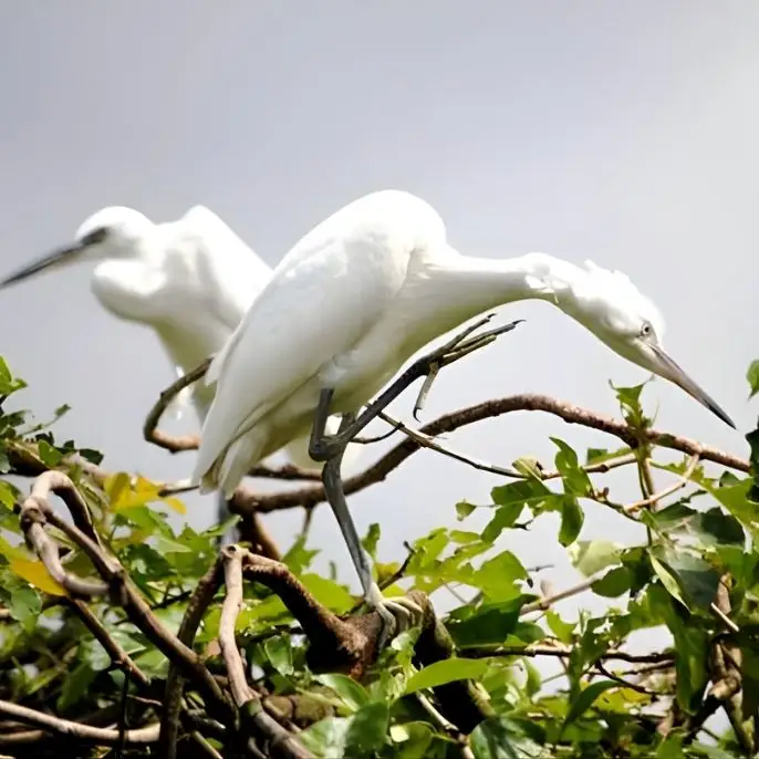 Ca Mau - one of the Mekong Delta's most rewarding destinations: Mangrove forests, a floating market, rare wildlife, Vietnam southern tip.