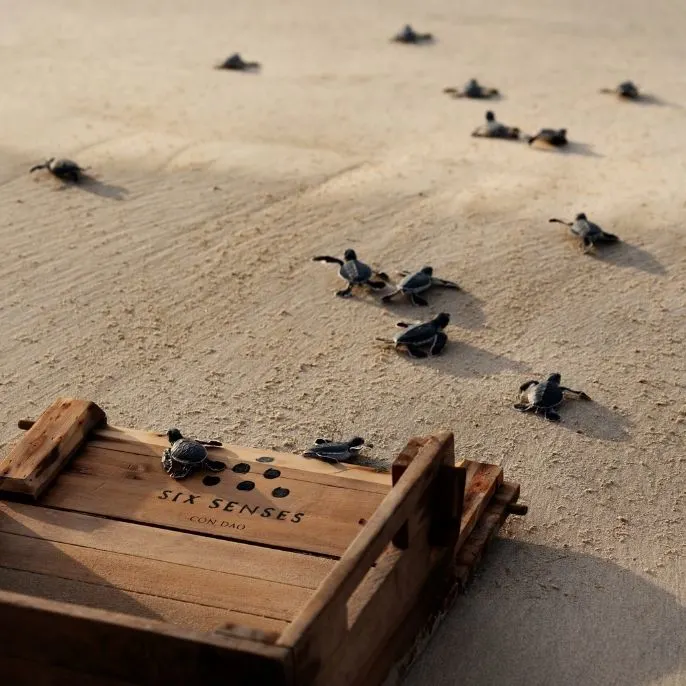 Con Dao - the island archipelago that travelers never forget.