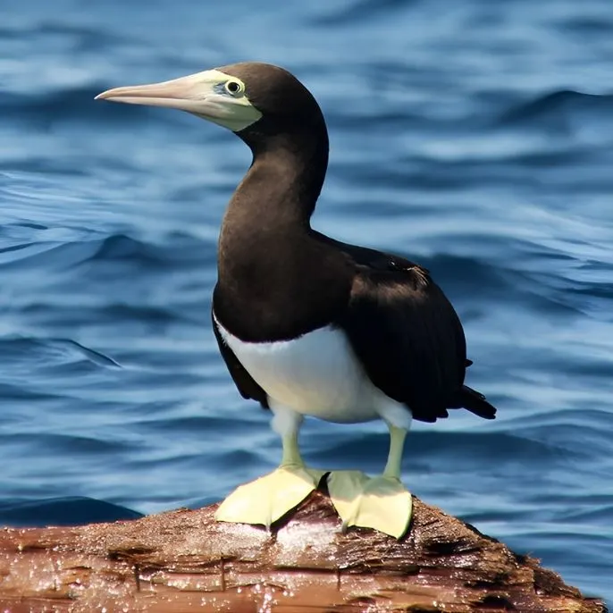 Con Dao - the island archipelago that travelers never forget.