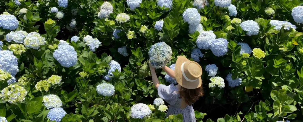 Cool mountain air, French colonial charm, and pine-covered hills await in Da Lat. Discover the City of Eternal Spring with our travel guide.