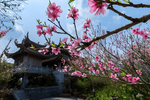 Fansipan trekking trail in spring with cherry blossom trees flowering along the mountain path