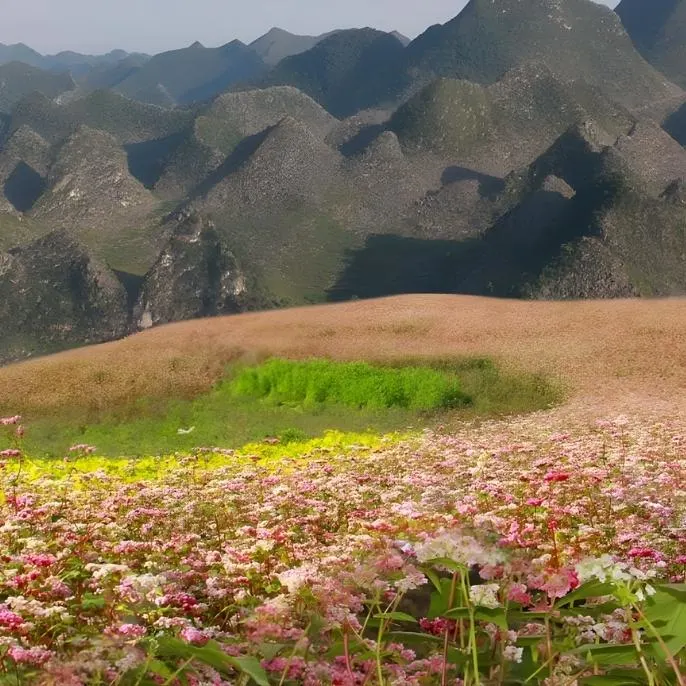 Ride the legendary Ha Giang Loop, discover UNESCO karst plateaus, and Vietnam's most remote ethnic minority villages in the far north.