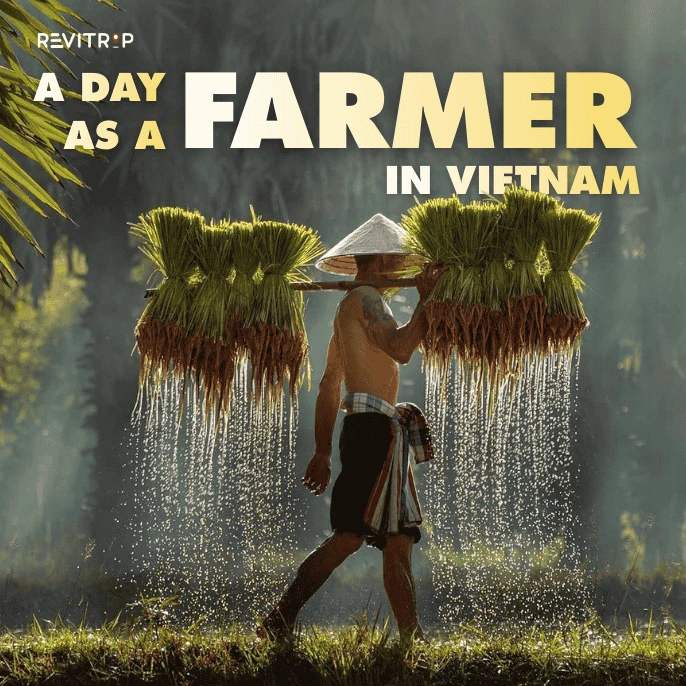 a day as a farmer in vietnam experience travel farming in rice paddies