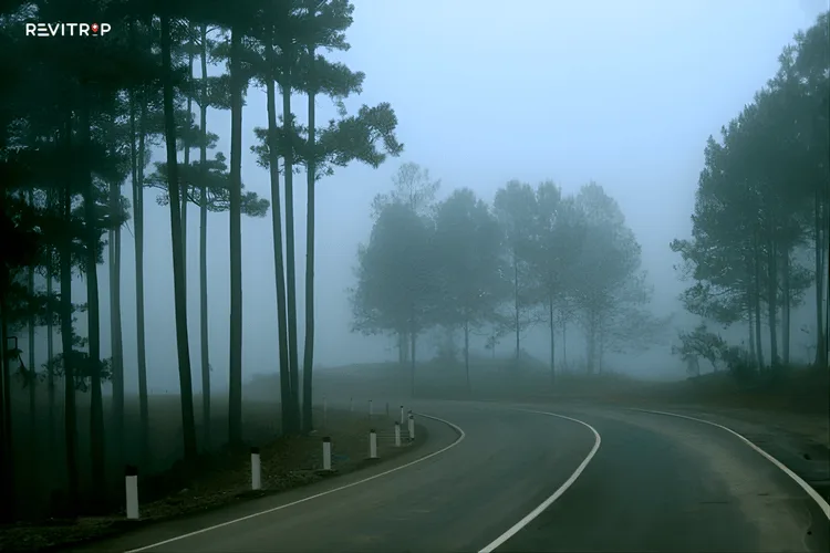 Rainy-season weather in Da Lat with mist, pine trees, and soft grey skies