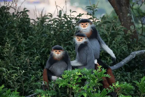 Red-shanked douc langur in Son Tra Nature Reserve