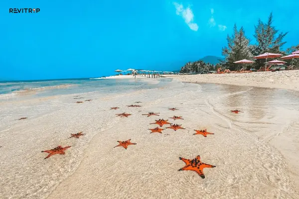 (Starfish Beach)