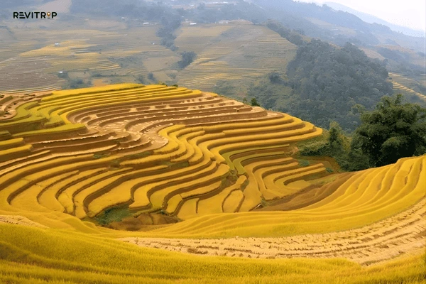 Sapa weather in October during rice harvest season with golden terraced fields in the hills