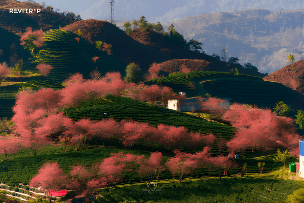 Sapa weather in spring with wildflowers blooming along mountain trekking trail in March