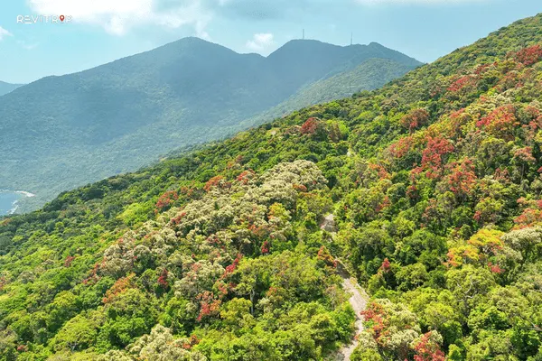 Son Tra Peninsula Hiking View in Da Nang