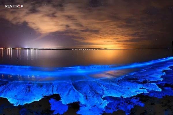 Witnessing Bioluminescent Plankton at the Lan Ha Bay