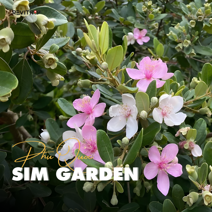 Phu Quoc sim garden showing purple sim berries