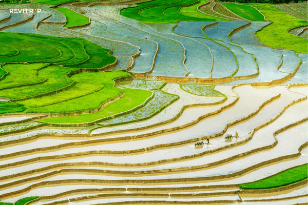Sapa weather: Terraced rice fields flooded with water during the March planting season with mountain backdrop