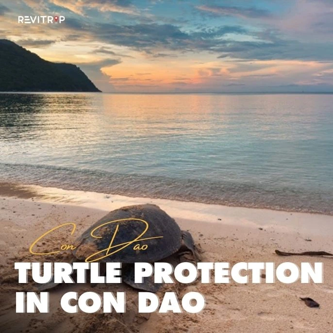 Turtle Protection In Con Dao Island
